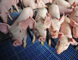 Nakifuma-farming-pigs-02