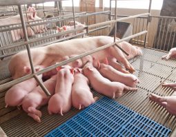 Nakifuma-farming-pigs-04